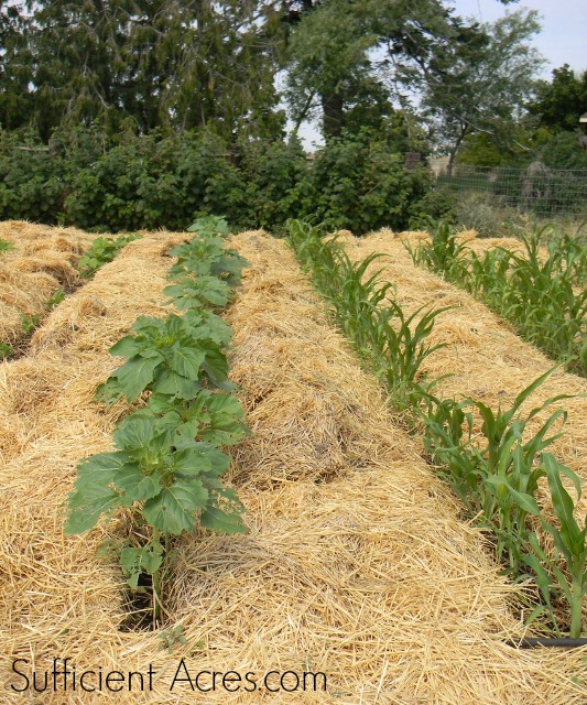 Deep Mulch Gardening The Good And The Bad