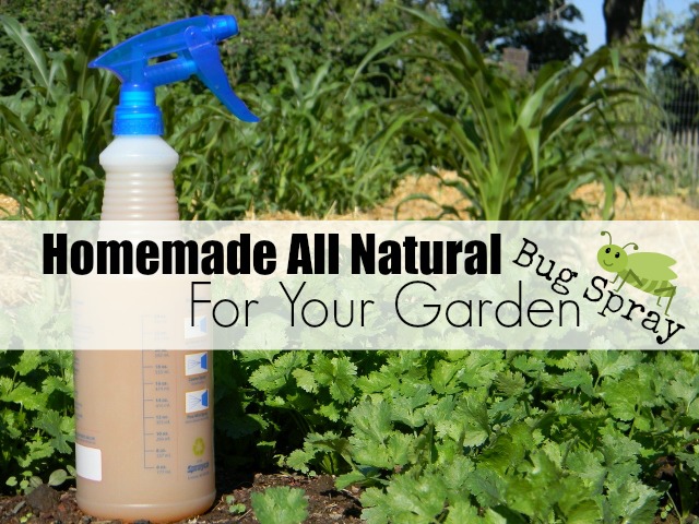 Homemade All Natural Insect Spray For Your Garden