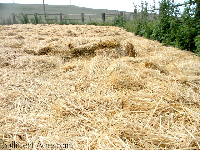 straw mulch 2