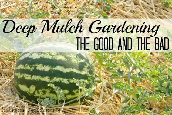 Deep Mulch Gardening – The Good AND The Bad