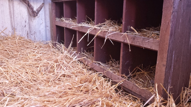A little fresh straw or shavings every few days goes a long way to keep your eggs clean.