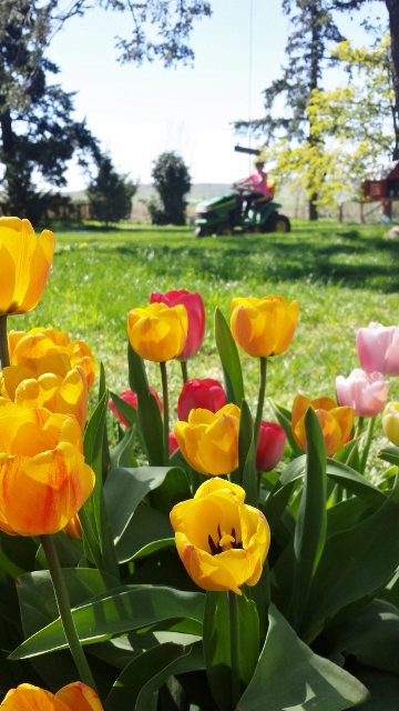 tulips and mowing