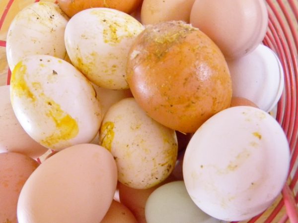 Tips for Gathering, Washing and Storing Farm Fresh Eggs