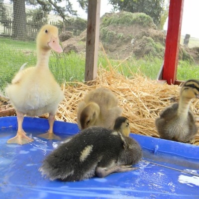 Our Week In Photos & Videos – April 15th 2016