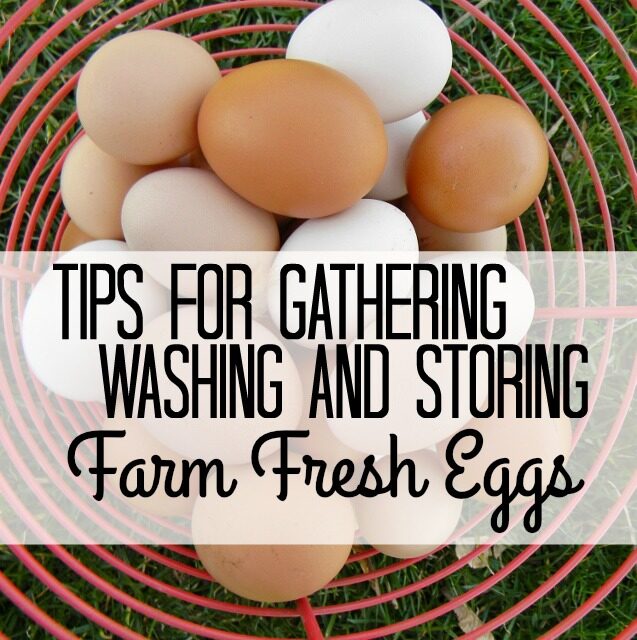 Tips for Gathering, Washing and Storing Farm Fresh Eggs