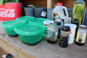 Homemade Earwig Traps