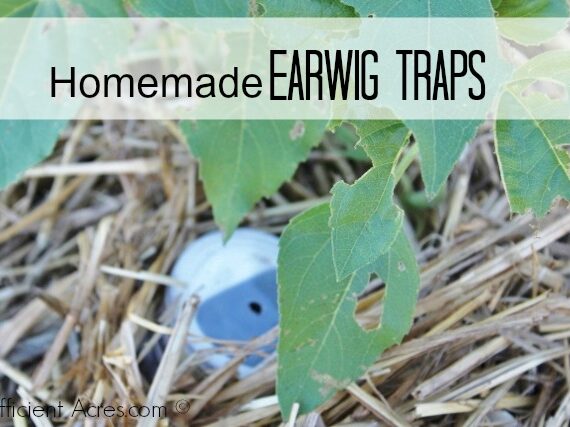 Homemade Earwig Traps
