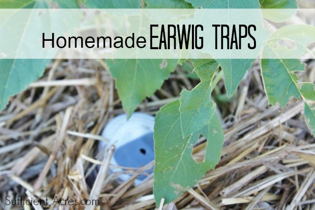 homemade earwig traps